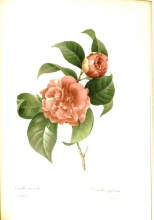 Redouté fruits and flowers 13/24